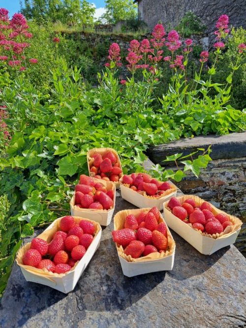 fraises fraîches 2024.jpg