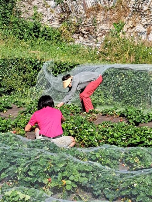 jardin cueillette fraise_2024.jpg