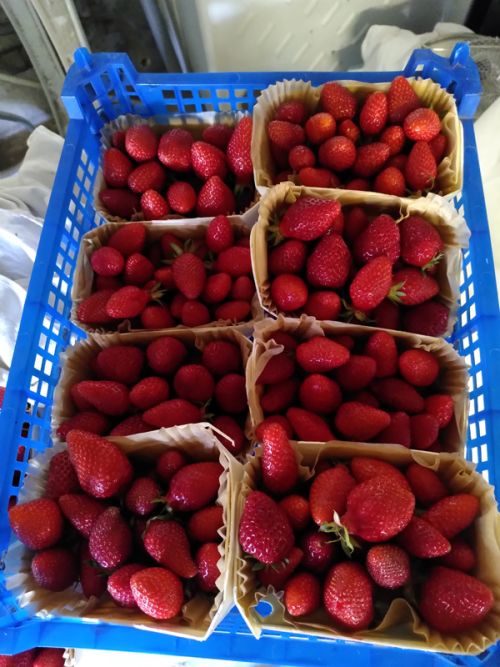 barquettes fraises IMG_20250516_100955.jpg