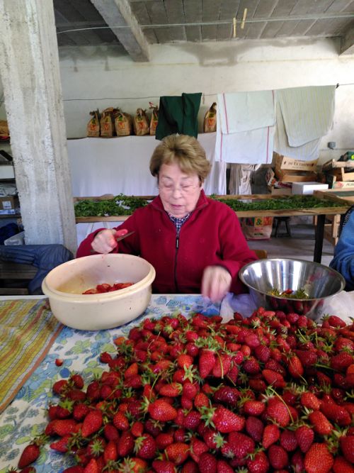 equeutage fraise IMG_20250516_100854.jpg